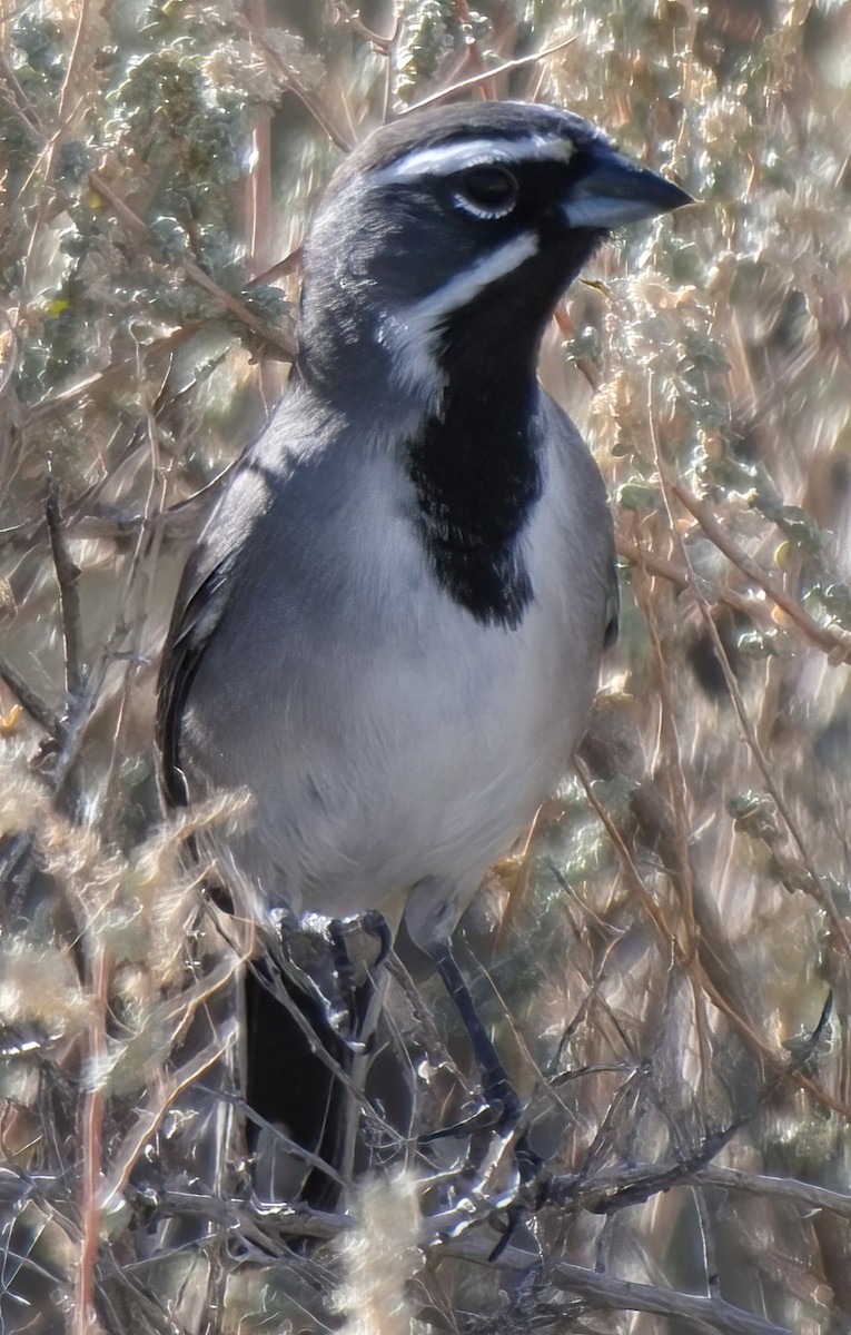 svartstrupespurv - ML644889348