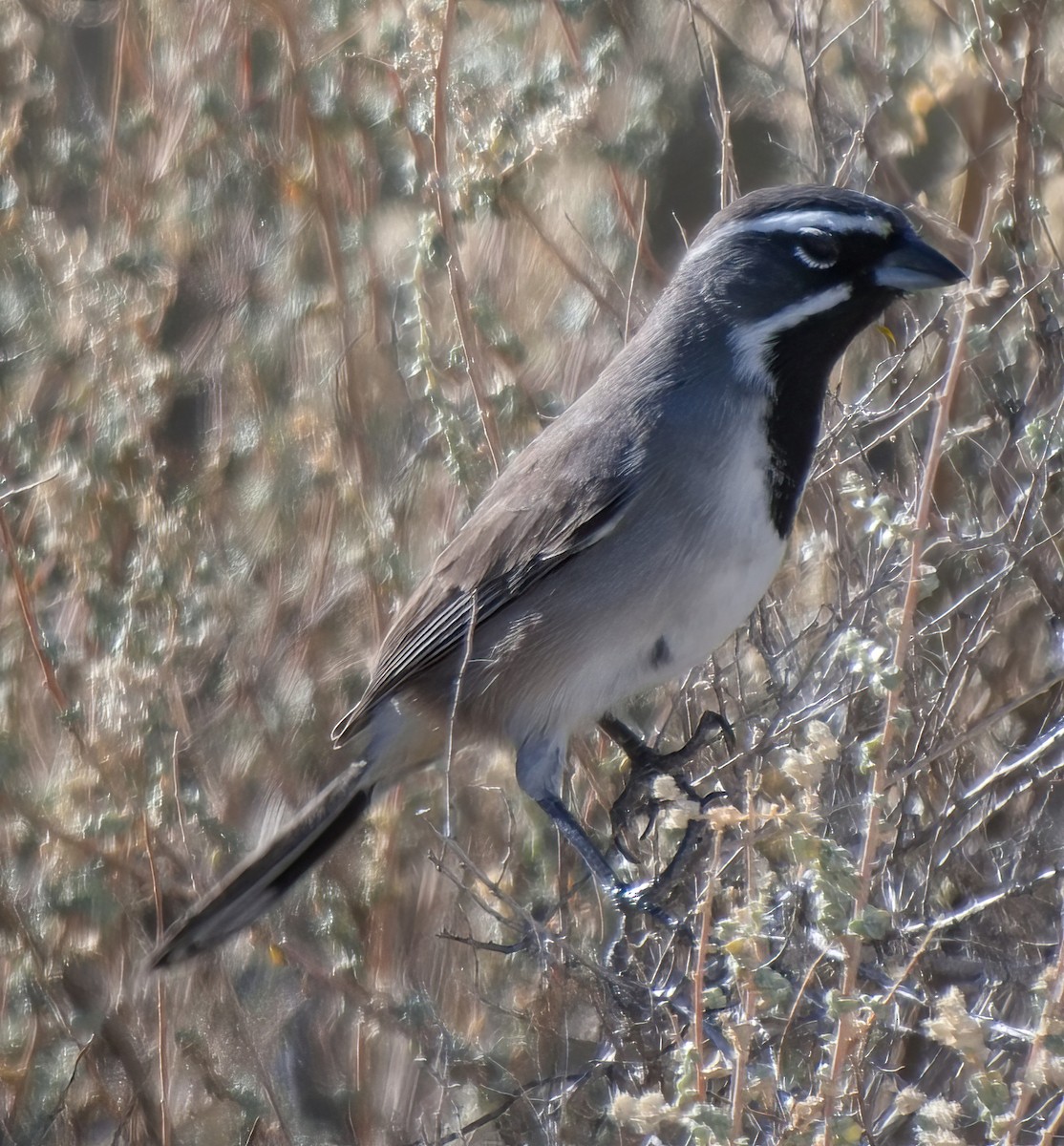 svartstrupespurv - ML644889366