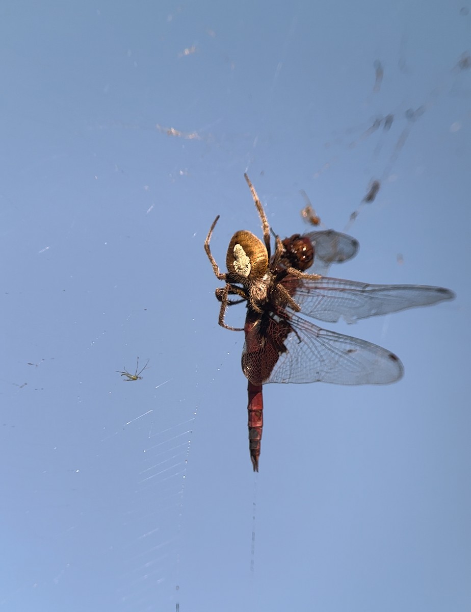 Животные - ML644889381