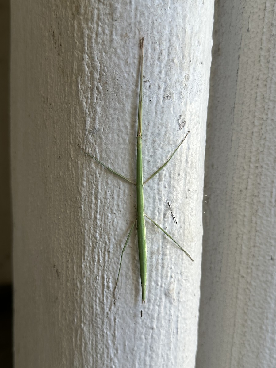 Животные - ML644889382