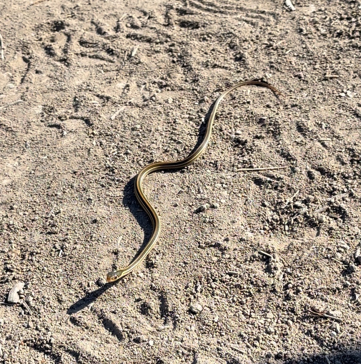 Животные - ML644889383