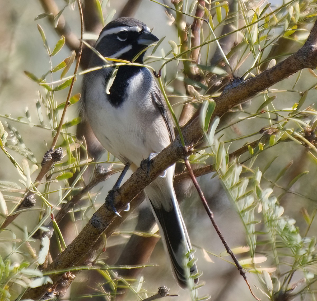 svartstrupespurv - ML644889398