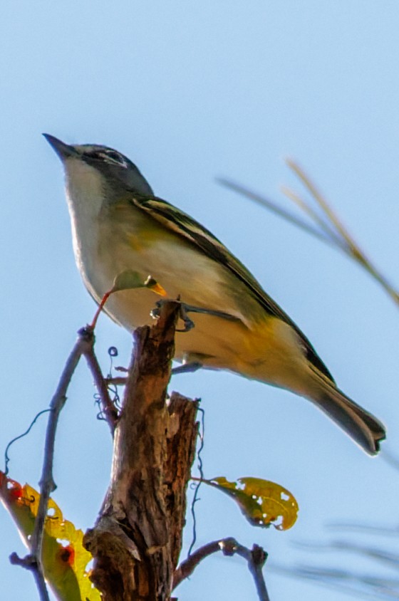 フタスジモズモドキ - ML644889400