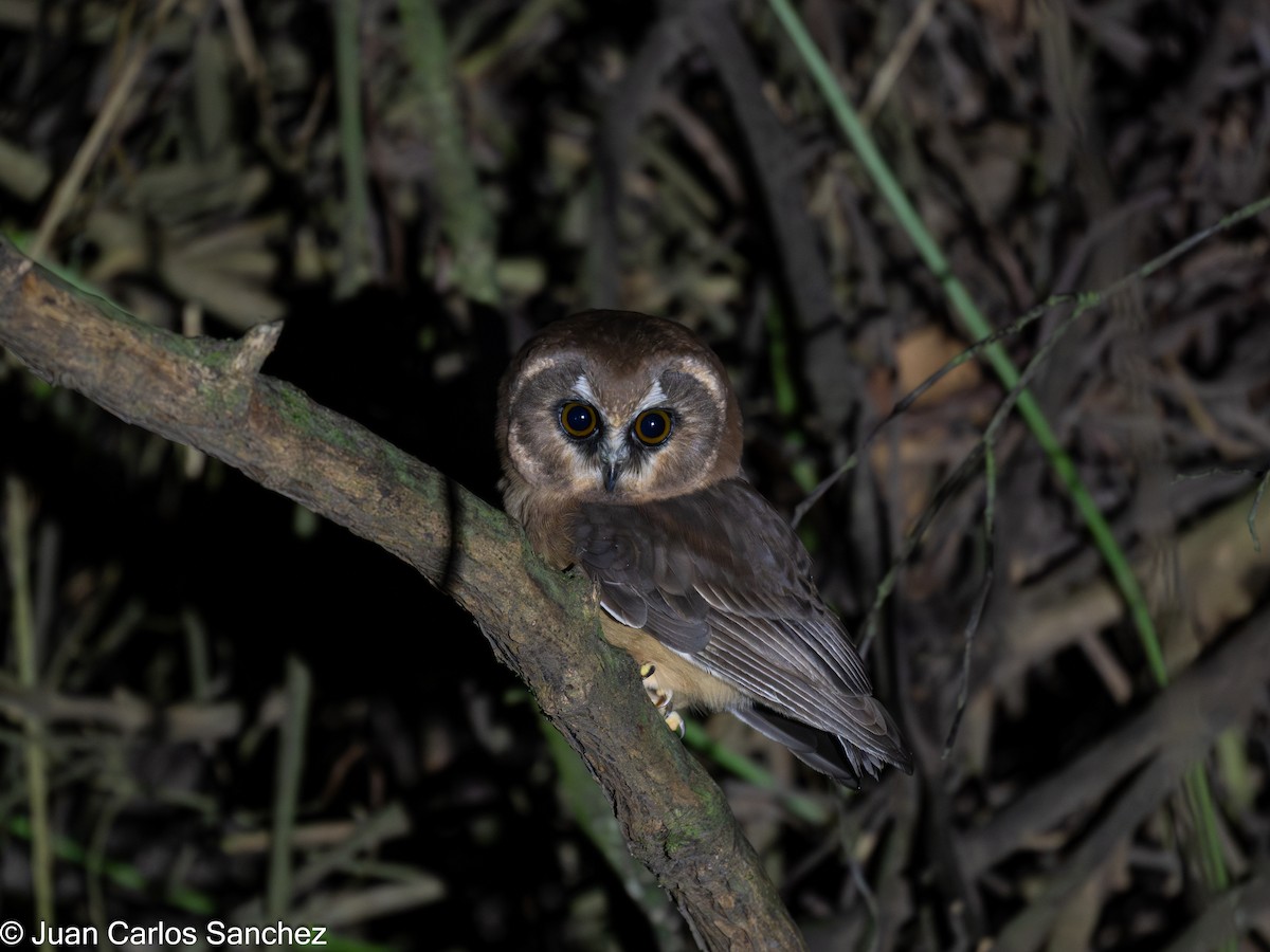 Nyctale immaculée - ML644889410