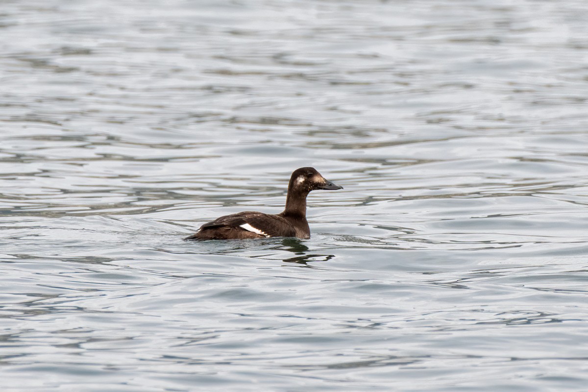 White-winged Scoter - ML644889462