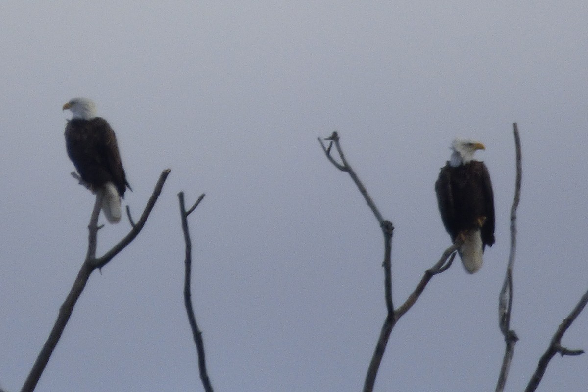 Bald Eagle - ML644889470