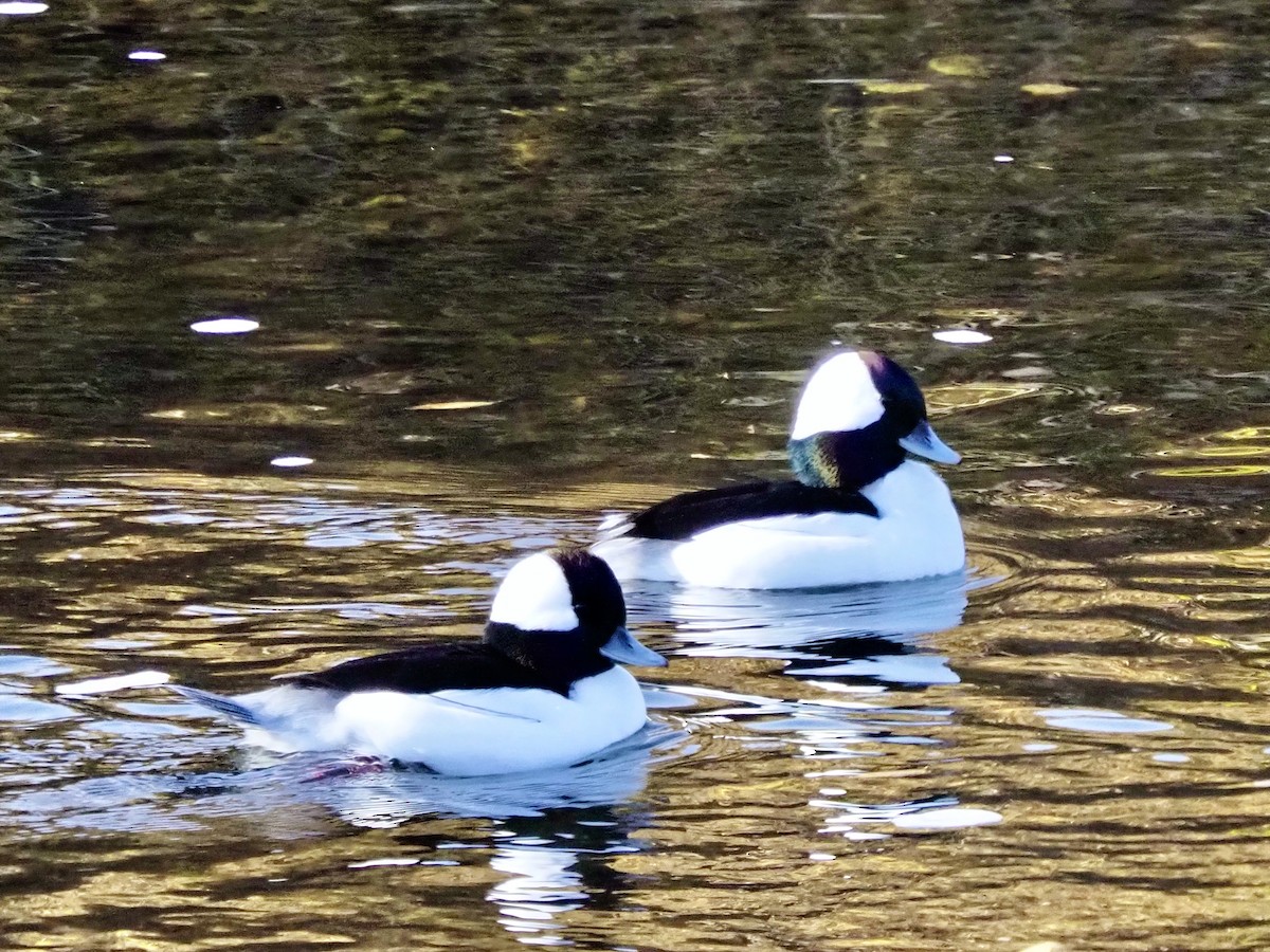 Bufflehead - ML644889512