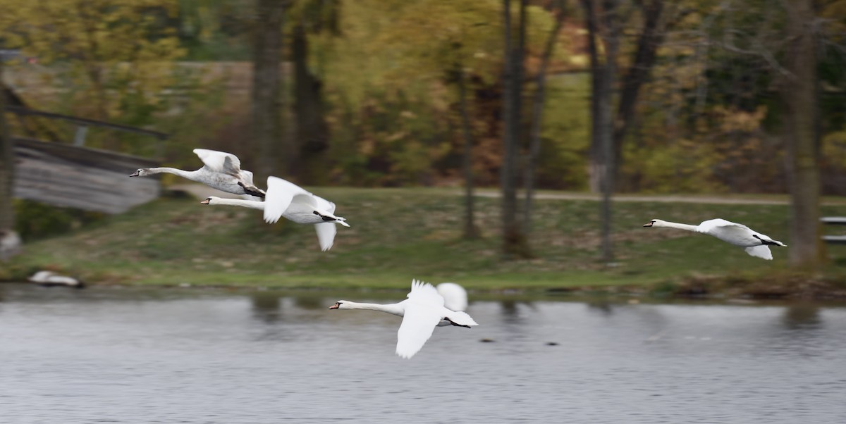 Mute Swan - ML644889525