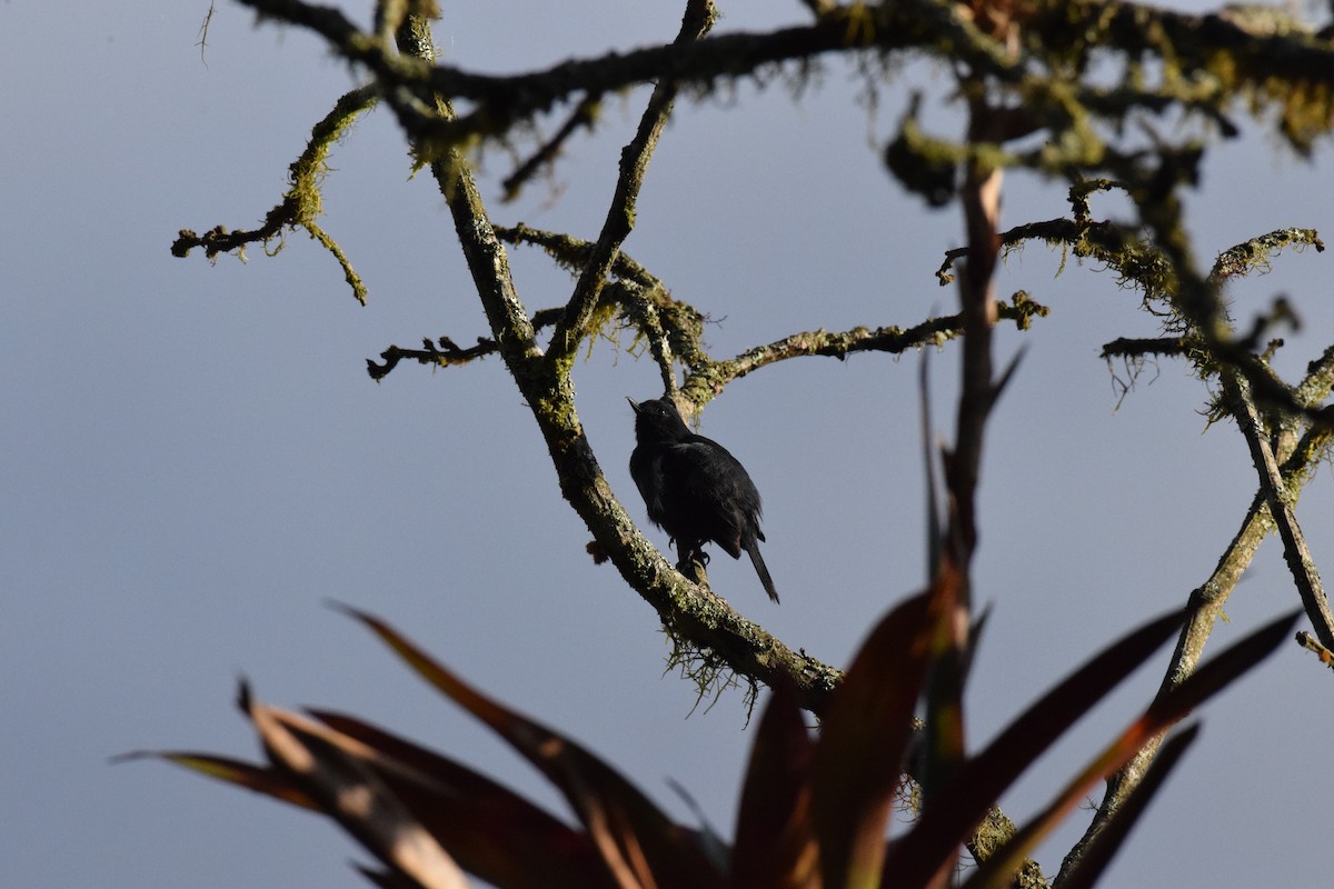 White-sided Flowerpiercer - ML644889535