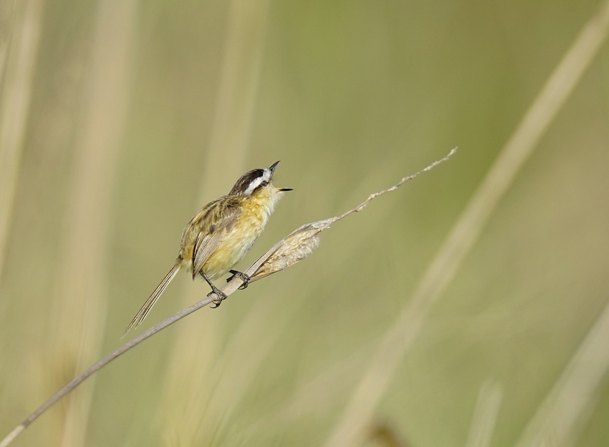 Sharp-tailed Tyrant - ML644889536