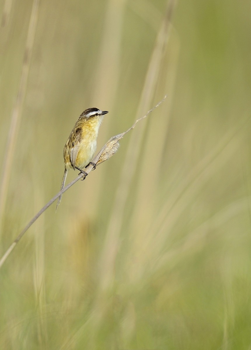 Sharp-tailed Tyrant - ML644889537