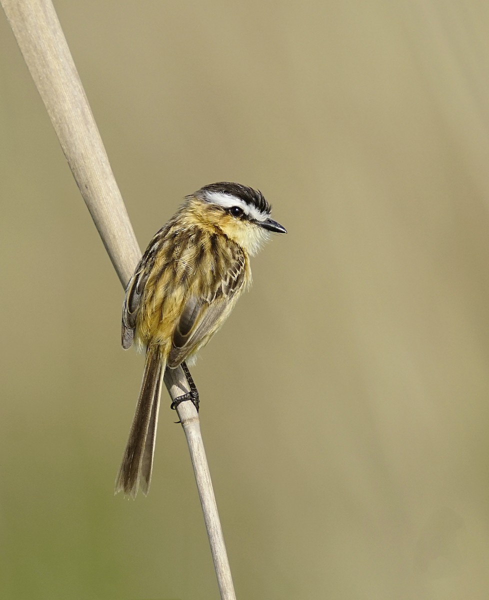 Sharp-tailed Tyrant - ML644889538