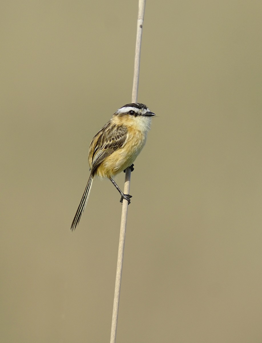 Sharp-tailed Tyrant - ML644889539