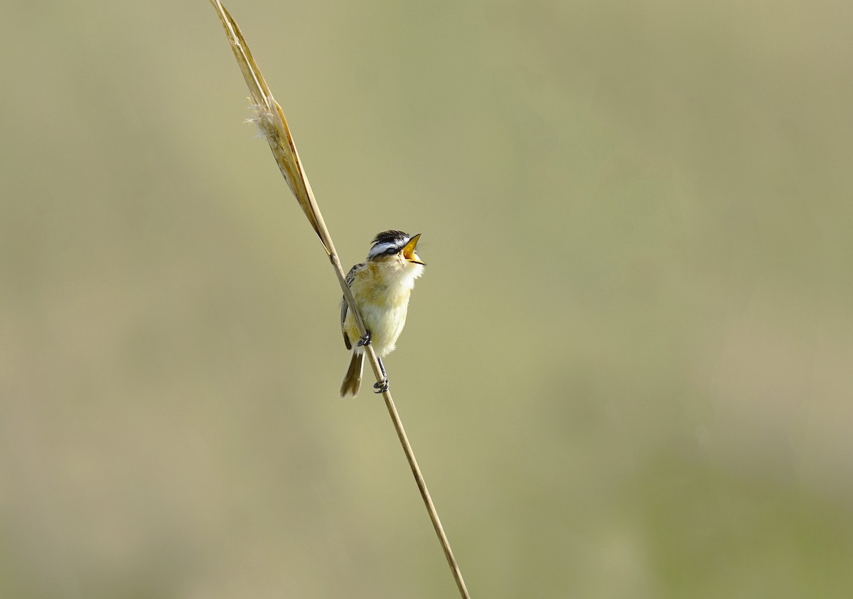 Sharp-tailed Tyrant - ML644889544