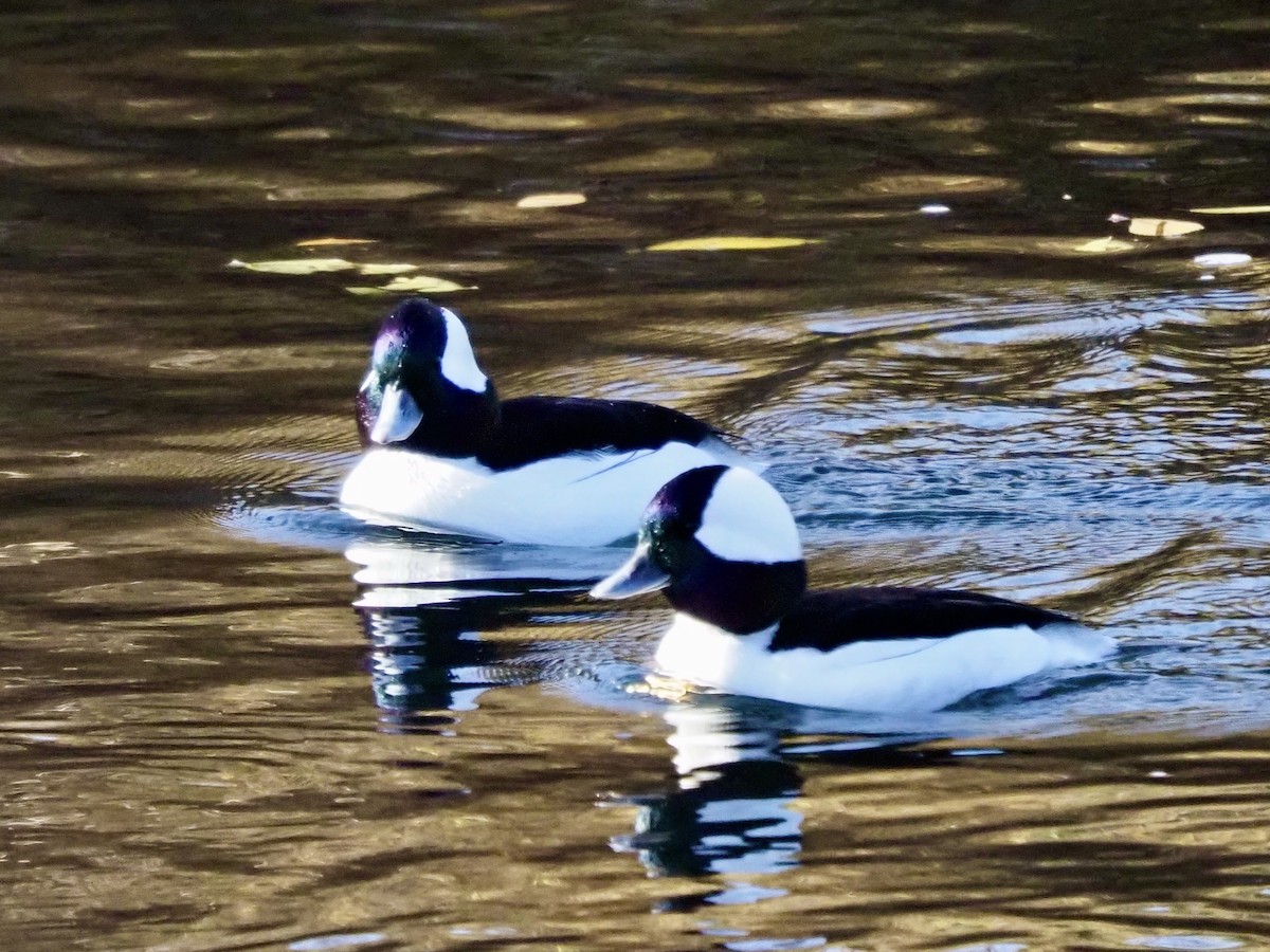 Bufflehead - ML644889569