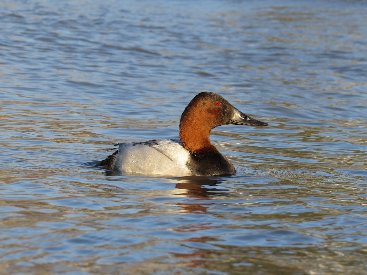 Canvasback - ML644889575