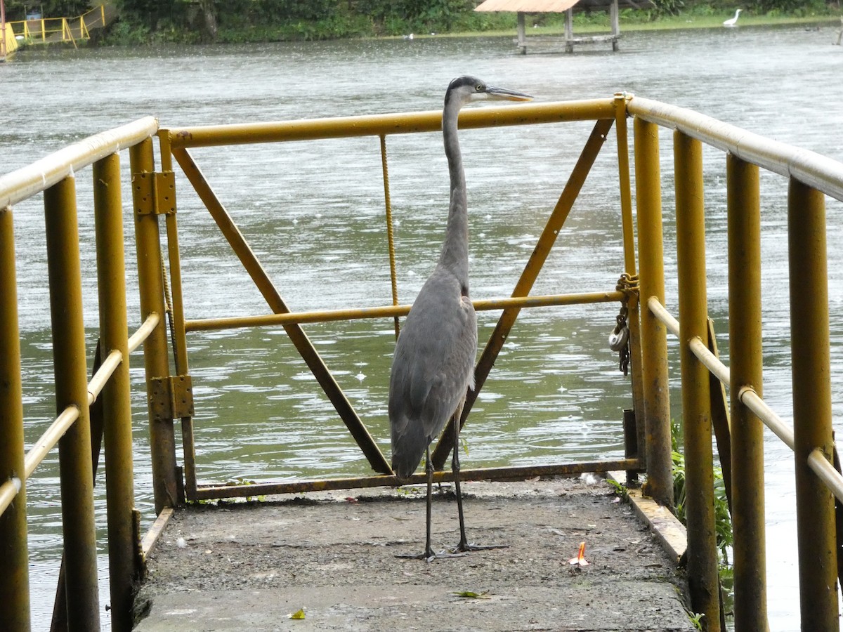 Great Blue Heron - ML644889578