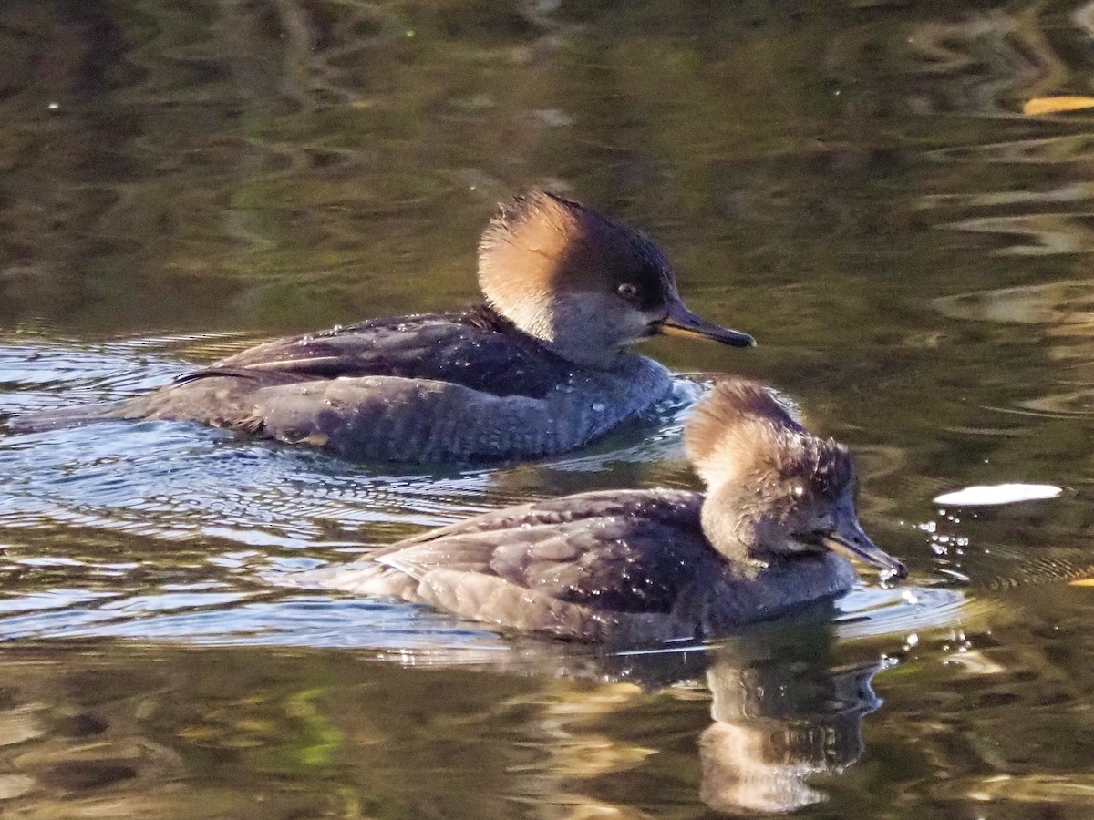 Hooded Merganser - ML644889583