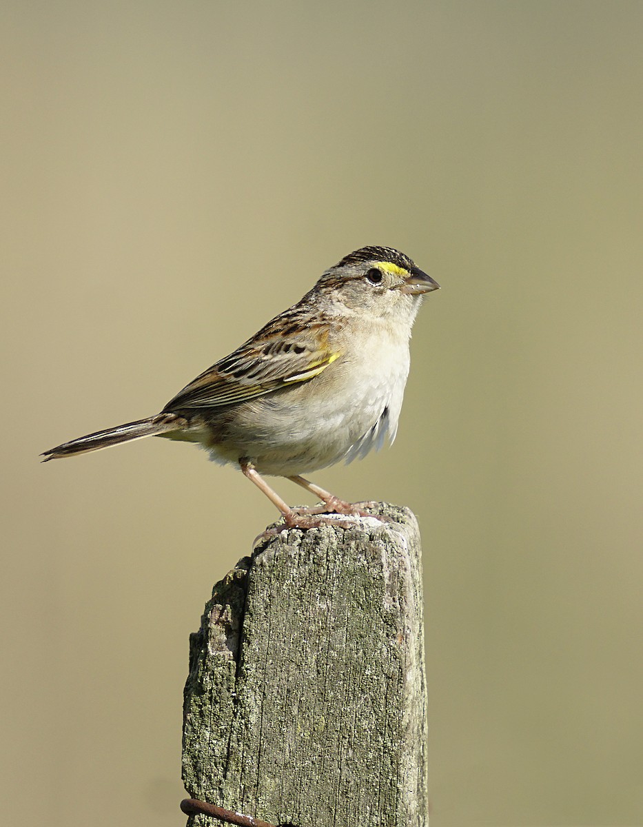 Grassland Sparrow - ML644889584