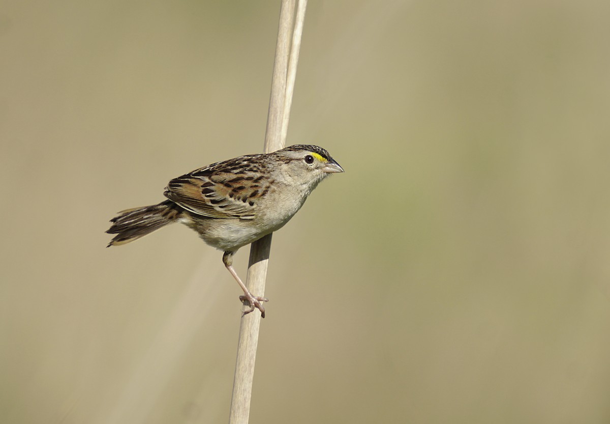 Grassland Sparrow - ML644889585