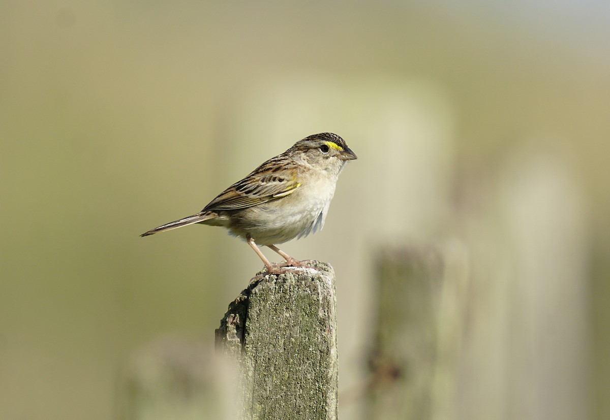 Grassland Sparrow - ML644889586
