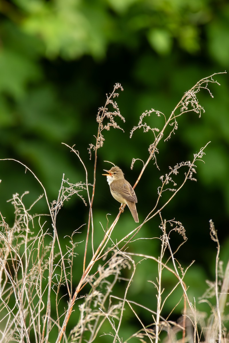 Marsh Warbler - ML644889592