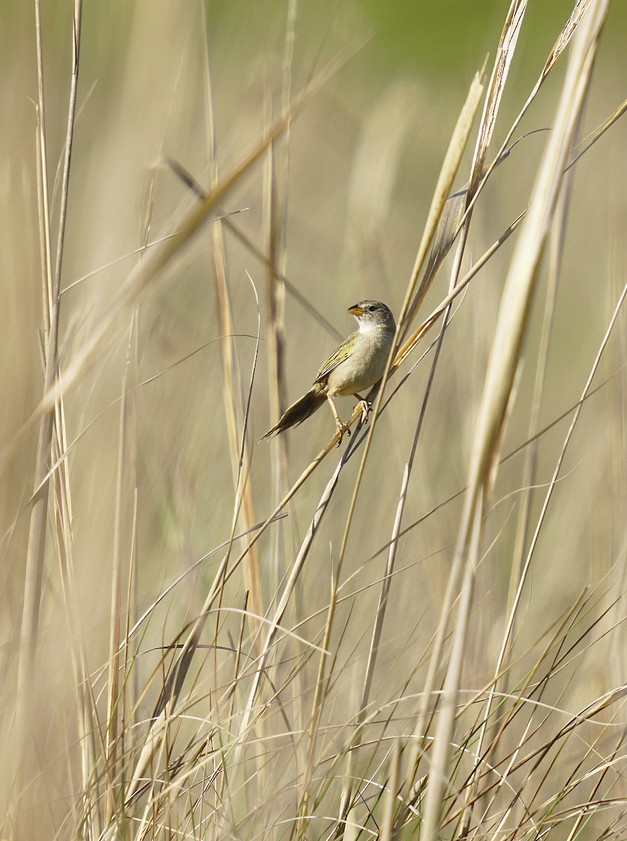 Wedge-tailed Grass-Finch - ML644889606