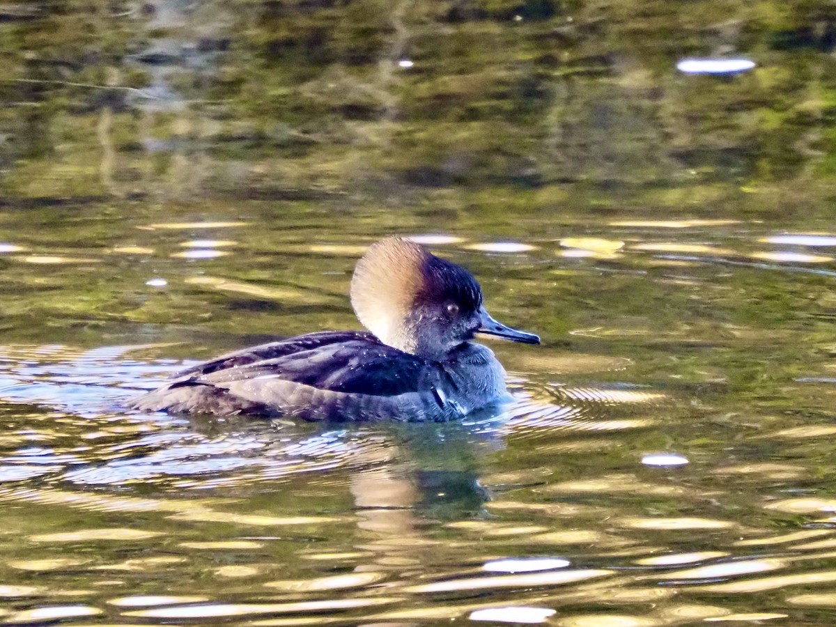 Hooded Merganser - ML644889614