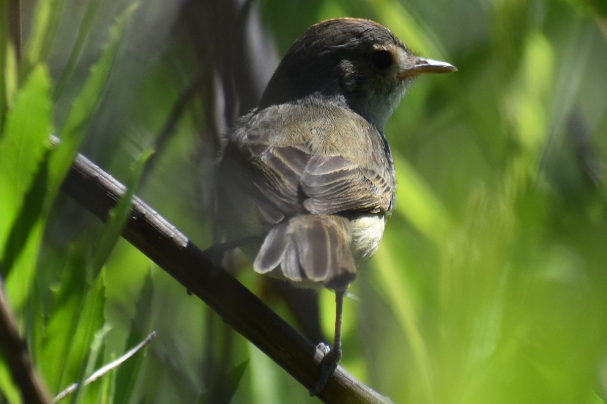 Fulvous-crowned Scrub-Tyrant - ML644889620