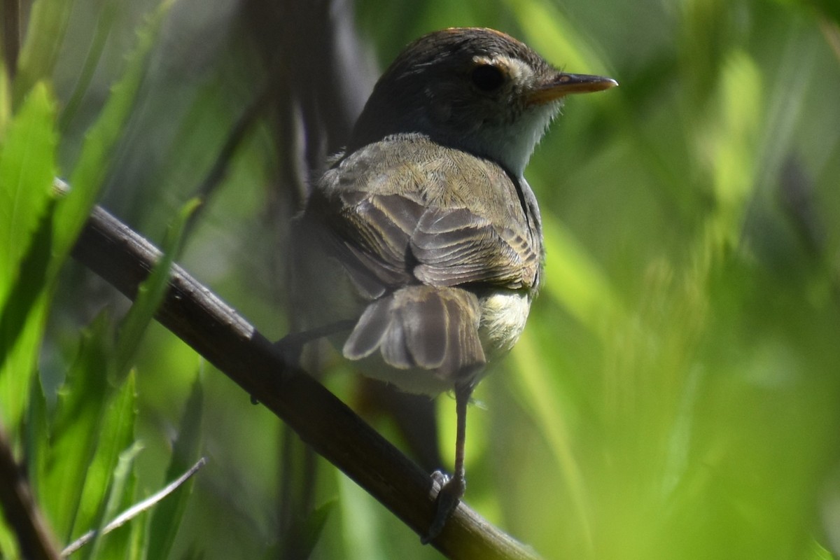 Fulvous-crowned Scrub-Tyrant - ML644889621