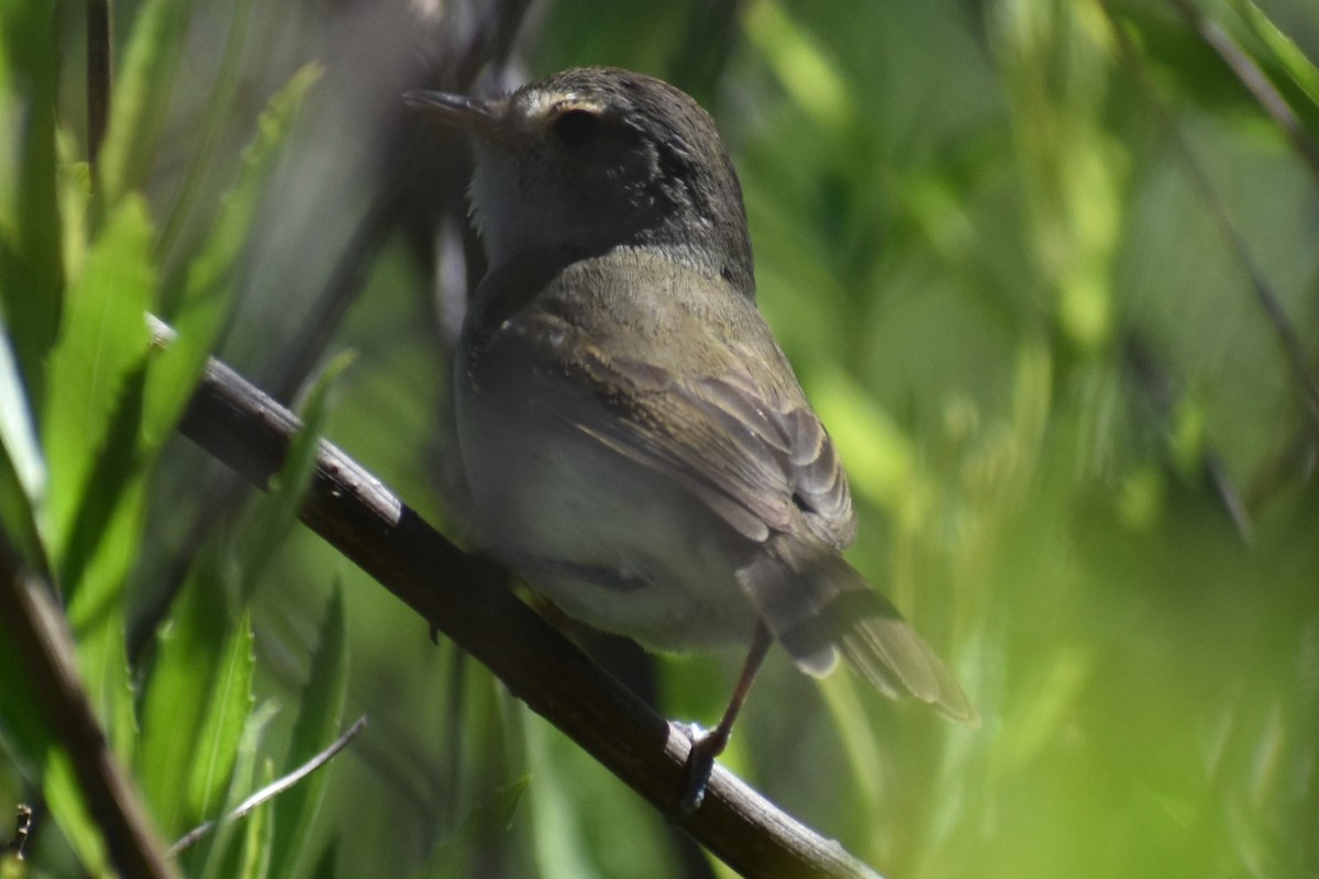 Fulvous-crowned Scrub-Tyrant - ML644889623