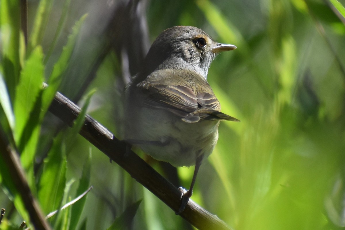 Fulvous-crowned Scrub-Tyrant - ML644889624