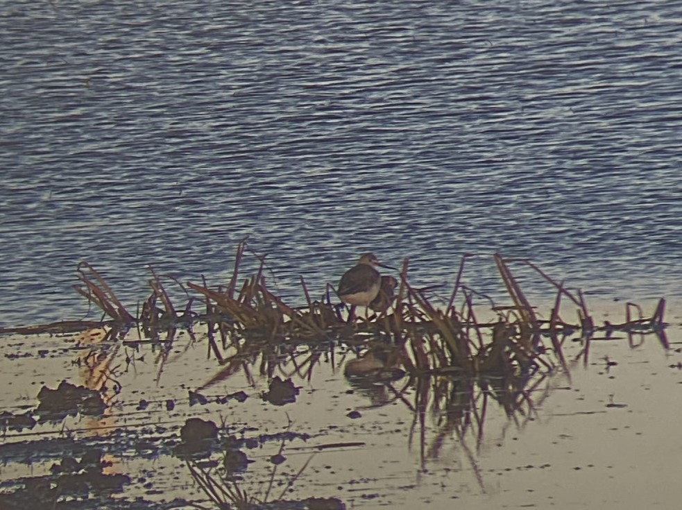 Greater Yellowlegs - ML644889637