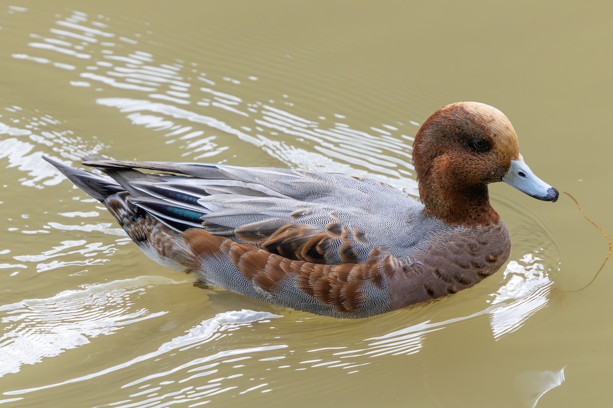 Eurasian Wigeon - ML644889649