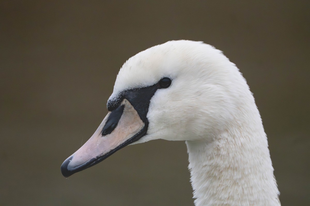 Mute Swan - ML644889661