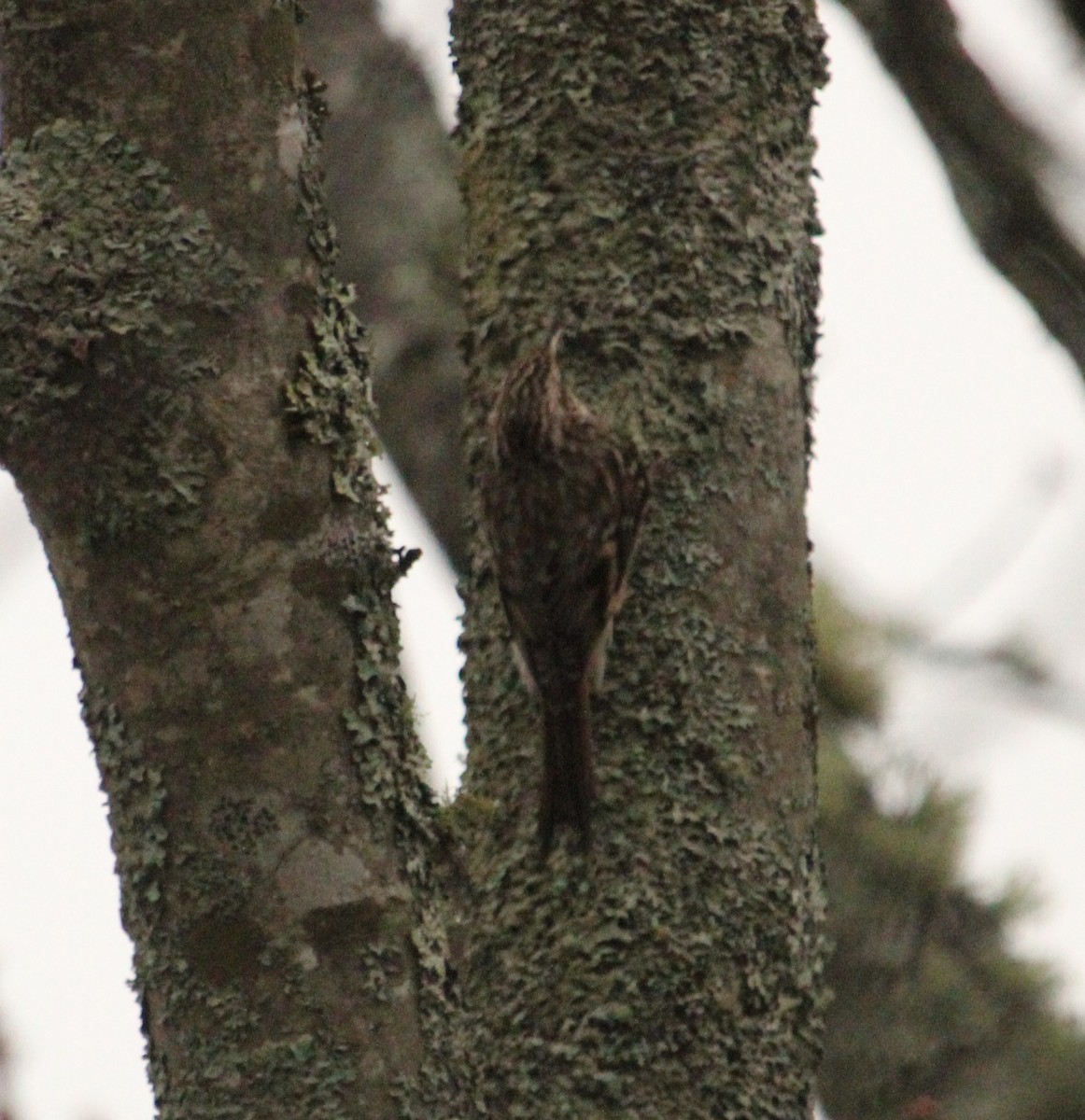 amerikatrekryper - ML644889665