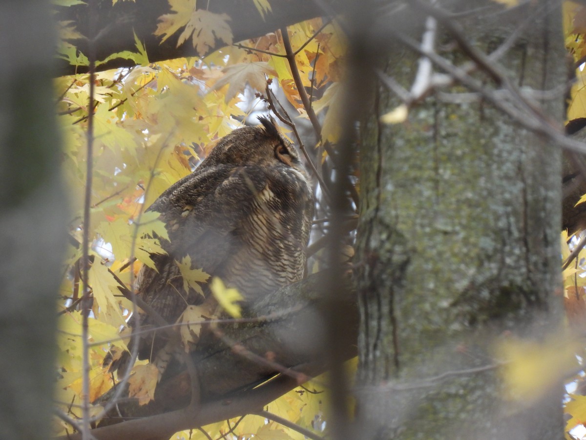 Great Horned Owl - ML644889666