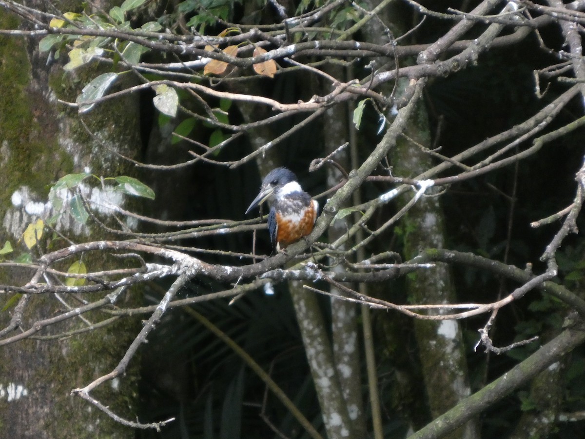 Ringed Kingfisher - ML644889669