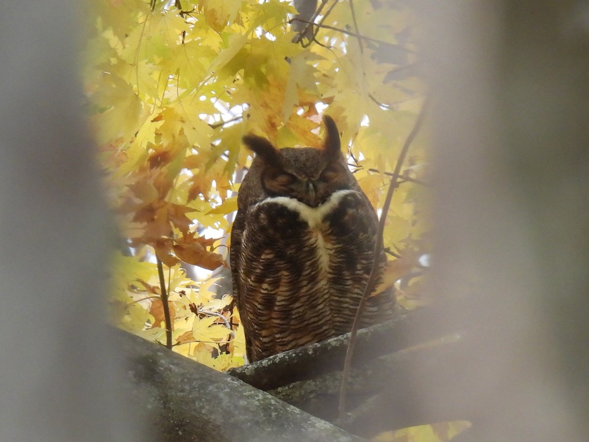 Great Horned Owl - ML644889680