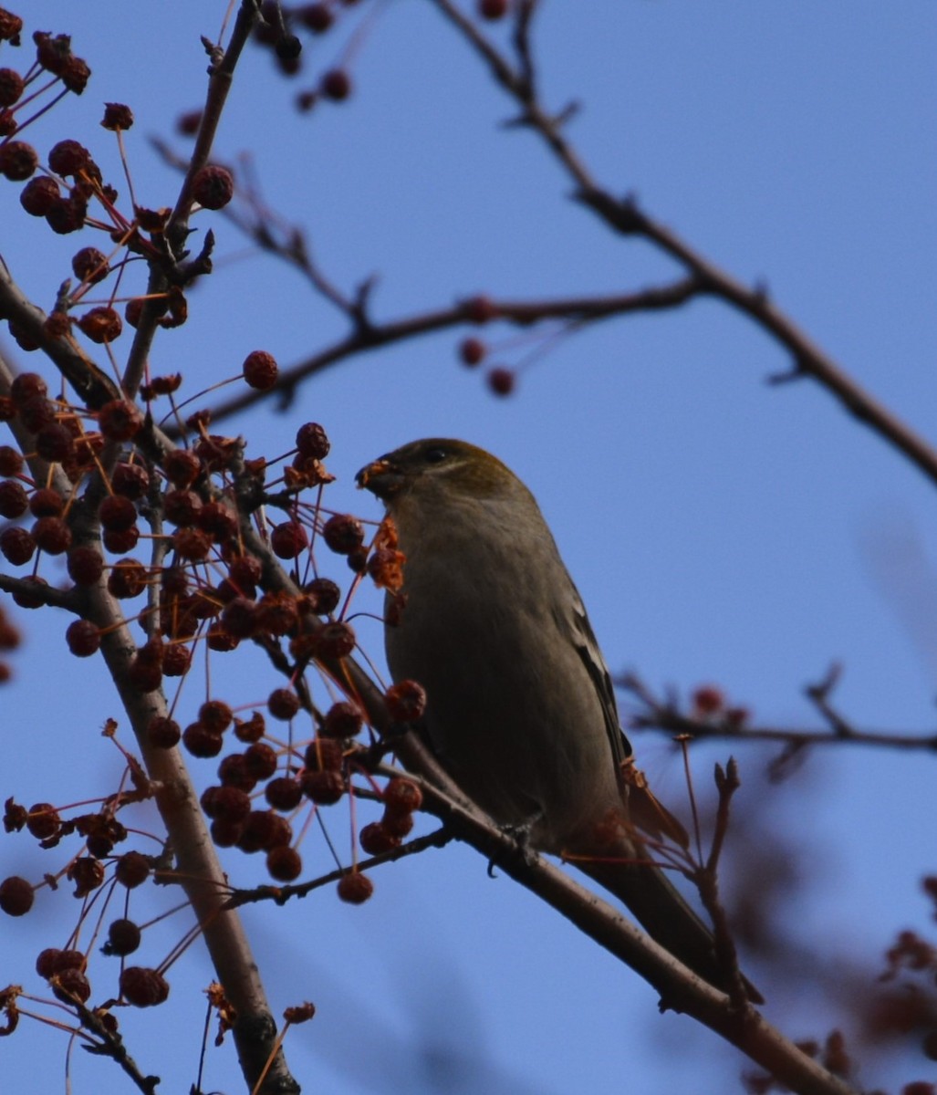 Pine Grosbeak - ML644889706