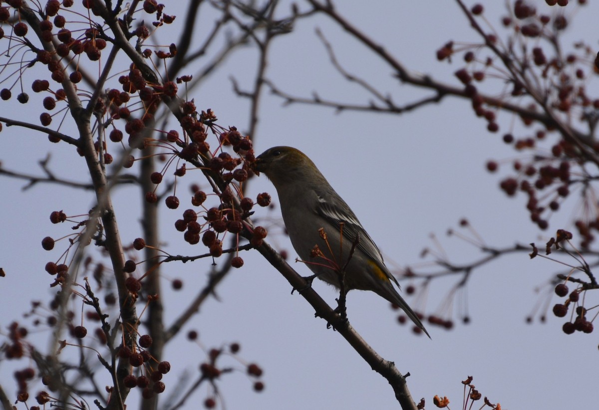 Pine Grosbeak - ML644889707