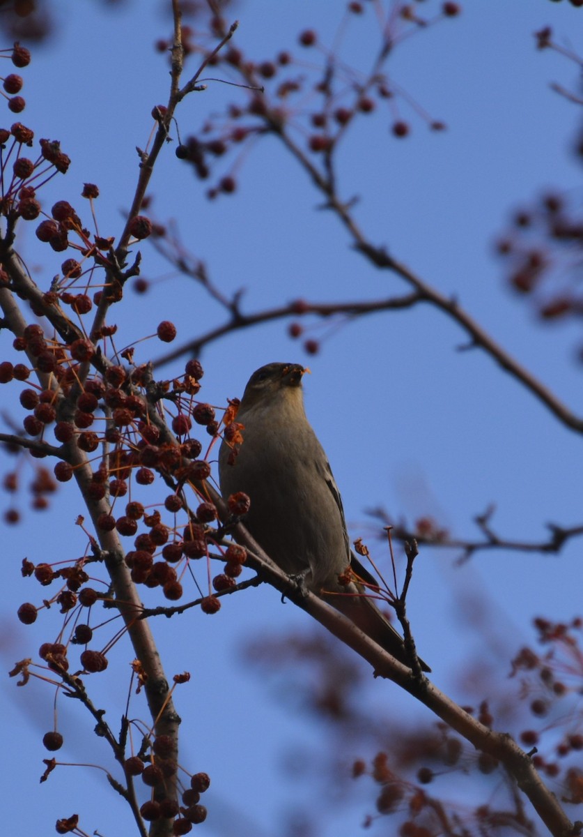 Pine Grosbeak - ML644889708