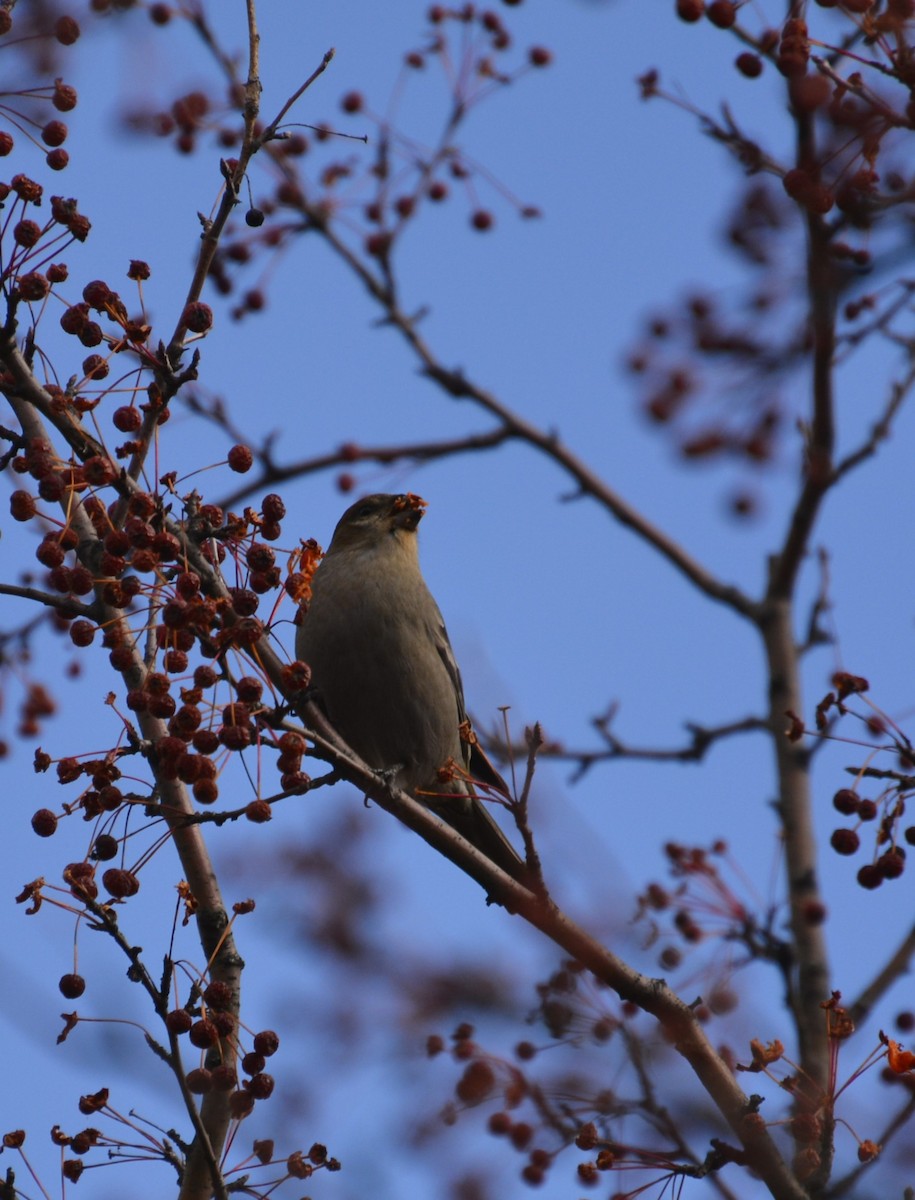 Pine Grosbeak - ML644889709