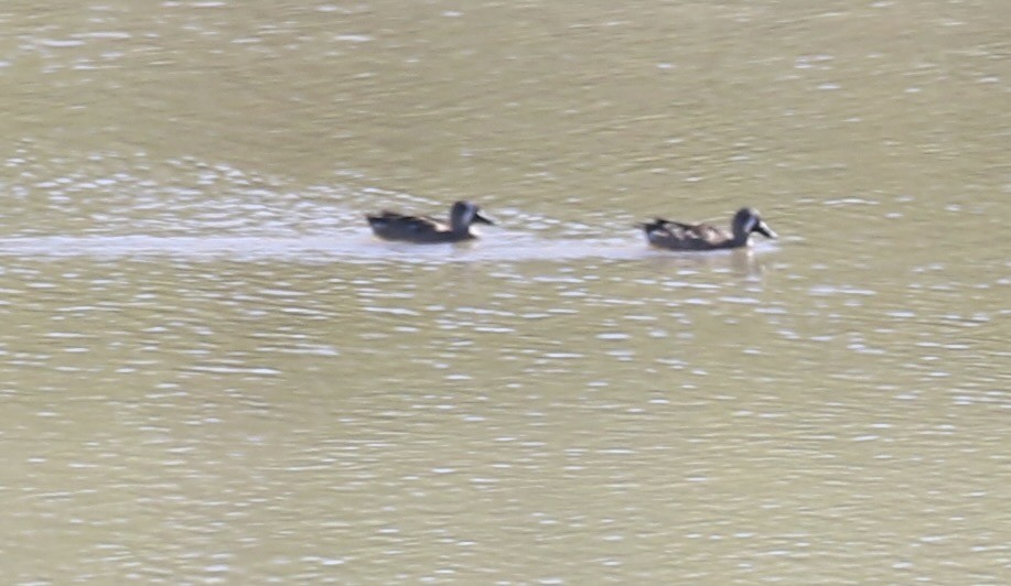 Zertzeta hegalurdina - ML644889710