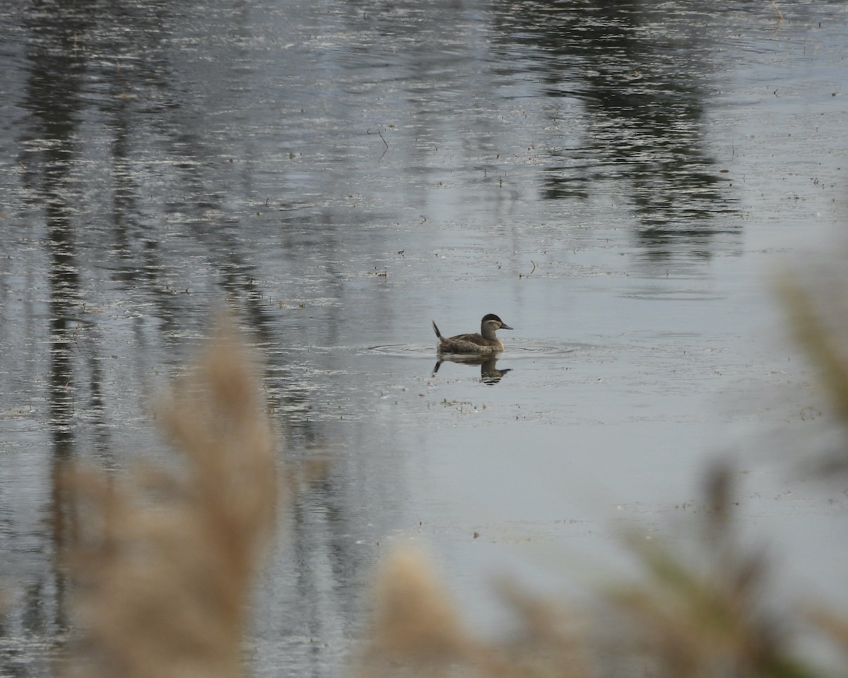 Ruddy Duck - ML644889711