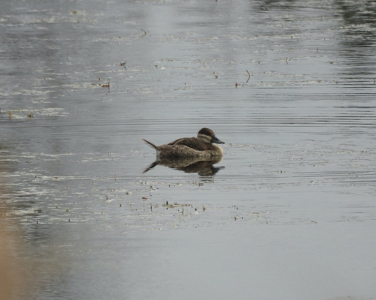 Ruddy Duck - ML644889713