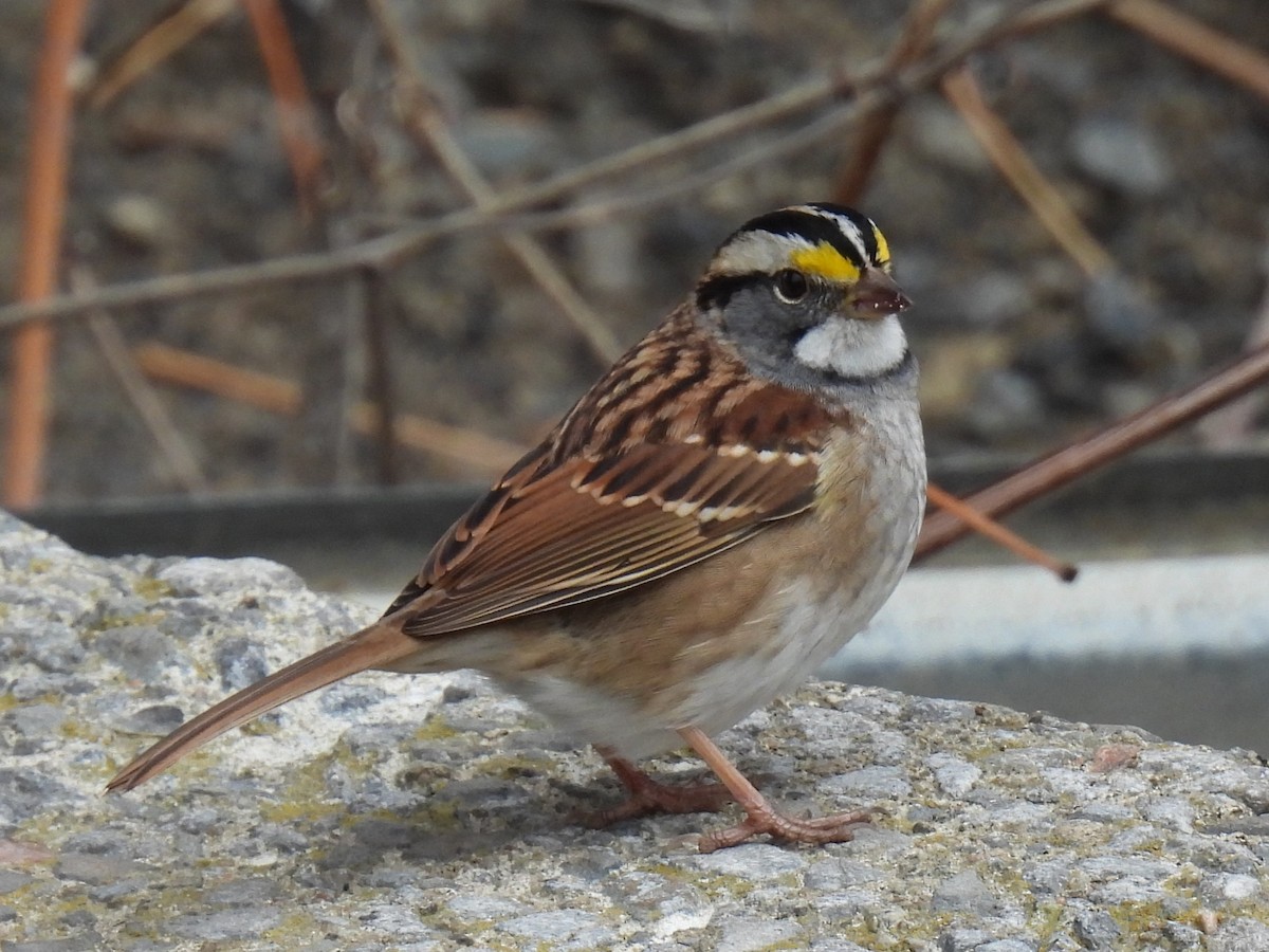 White-throated Sparrow - ML644889715