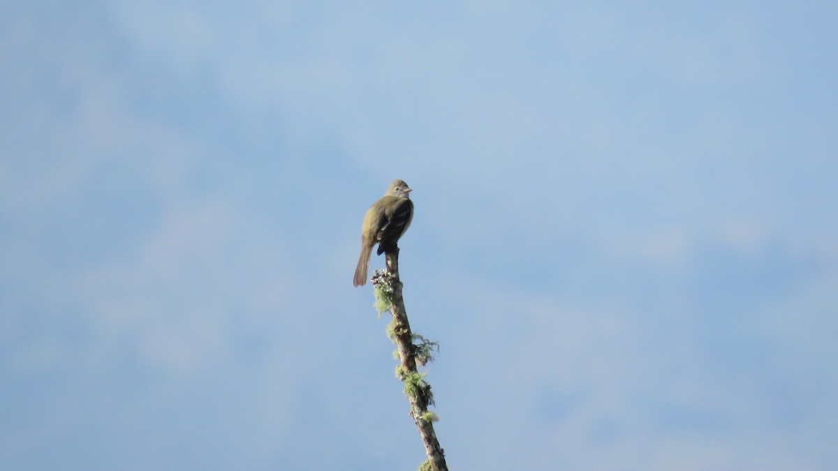 Yellow-bellied Elaenia - ML644889718
