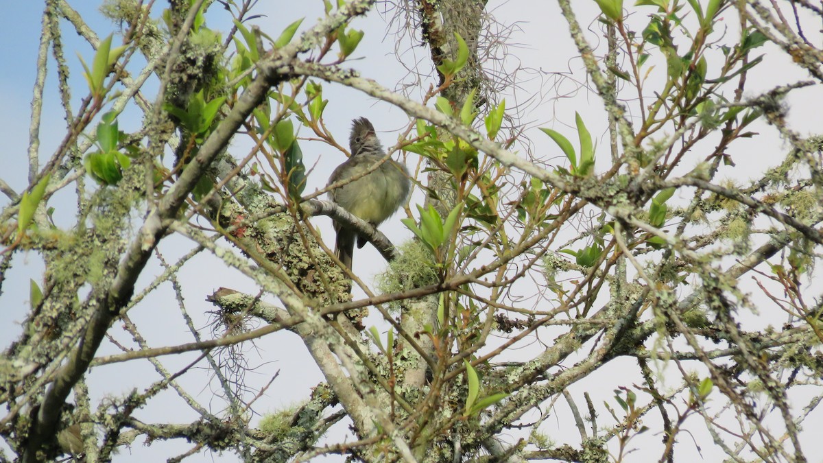 Yellow-bellied Elaenia - ML644889719