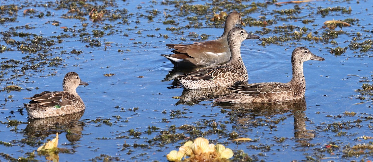 Zertzeta hegalurdina - ML644889724